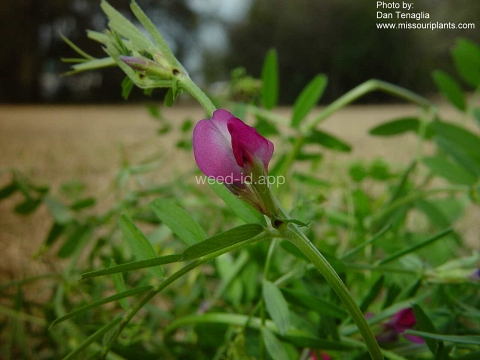 vetch, narrowleaf